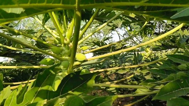 Sct Vedic Papaya - 3 kg 1 fruit in 6 months, no.1 plot in Solapur & not a single spray 🚿for virus.🦠 смотреть онлайн