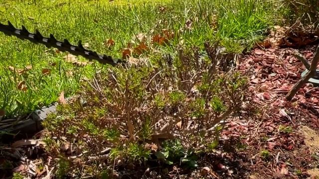 How to prune a daisy bush смотреть онлайн