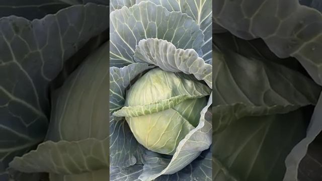 Cabbage Marlo F1