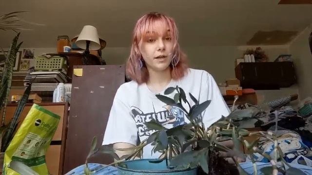 Repotting a Purple Heart Tradescantia! смотреть онлайн