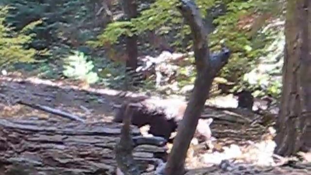 The Gruen's incounter a black bear in Sequoia National Forest смотреть онлайн