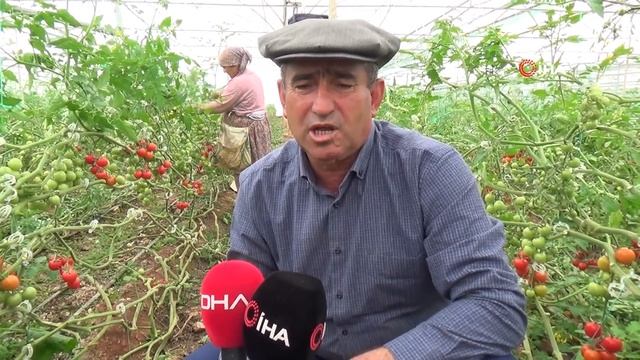Fiyatı 50 Kuruşa Düşen Domates Üreticinin Elinde Kaldı смотреть онлайн