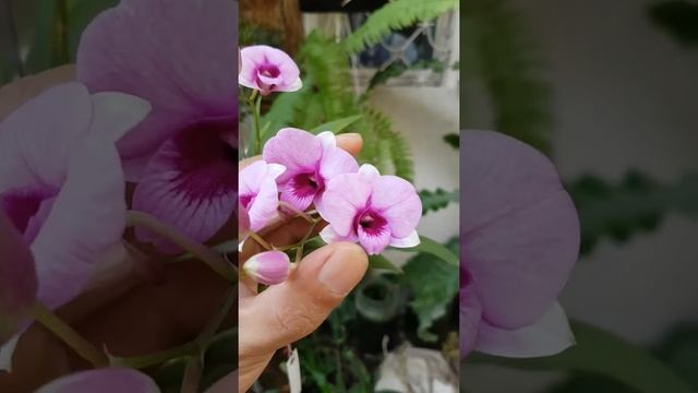 Dendro mini có mặt hoa đẹp смотреть онлайн