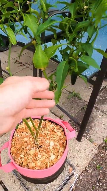 Jalapeno Hand Pollination Follow Up смотреть онлайн
