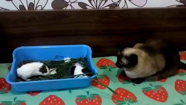 Никакой агрессии! смотреть онлайн