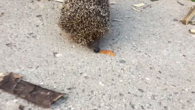 ИЮНЬ.Огород.Наши Огурцы.Тестируем Сетку из Fix price. смотреть онлайн