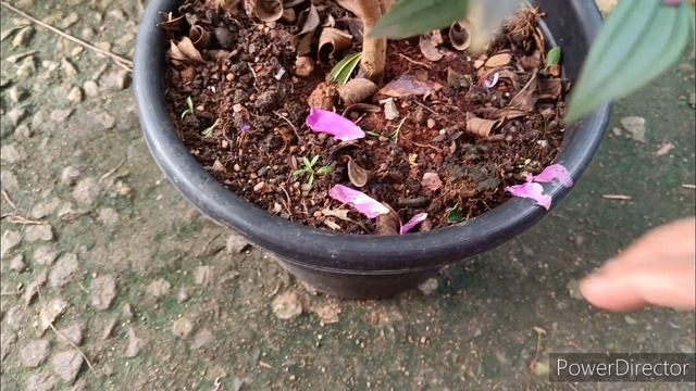 365 நாட்களும் பூத்துக் குலுங்கும் செடி🌸Melastoma plant care | Melastoma malabathricum complete care смотреть онлайн