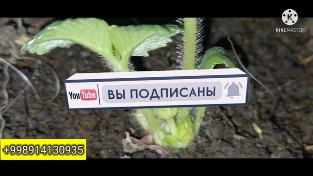 QULUPNIKA#PARVARISHLASH#BIOGOMUSDA QULUPNIKA EKISH#Биогомус Кучи#биогомус гиждувон смотреть онлайн