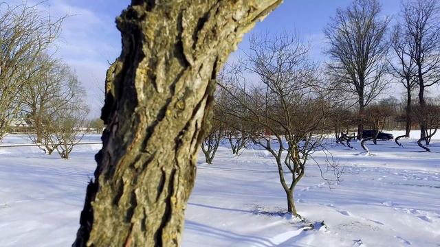 Kroonstructuren - Bomenvlog #32 смотреть онлайн