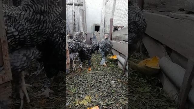 Кури Мехеленська кукушка смотреть онлайн