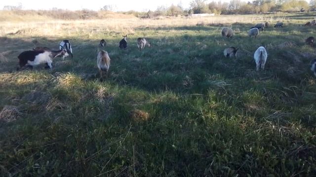 Мама моего козла будущего производителя смотреть онлайн