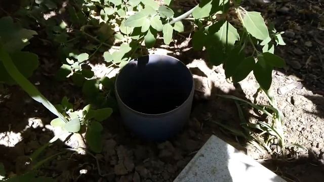 Полив без хлопот! смотреть онлайн