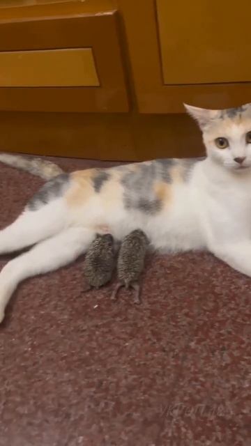 кошка кормит ежат #shorts смотреть онлайн