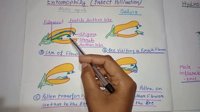 Entomophily pollination (Insect pollination) смотреть онлайн