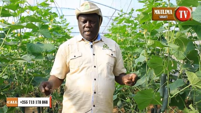 Jifunze kilimo cha tango kwa kutumia mbegu bora za MydasRZF1 Rijk Zwaan Tanzania смотреть онлайн