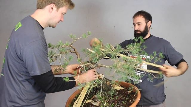 Advanced Bonsai demo (Yamadori) смотреть онлайн