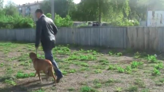 Собака смотреть онлайн