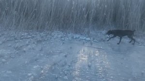 Сериал «Пёс» Пёс 1,2,3,4,5,6 сезон смотреть все серии  VID_20250214_163124