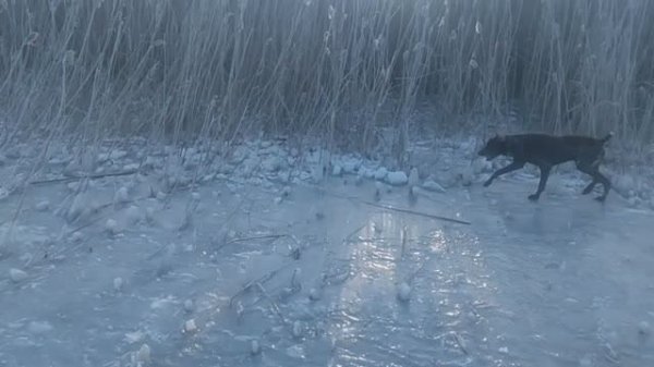 Сериал «Пёс» Пёс 1,2,3,4,5,6 сезон смотреть все серии  VID_20250214_163124