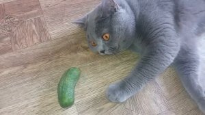Кот не боится огурца/играет с огурцом/Барсик/Nice cat