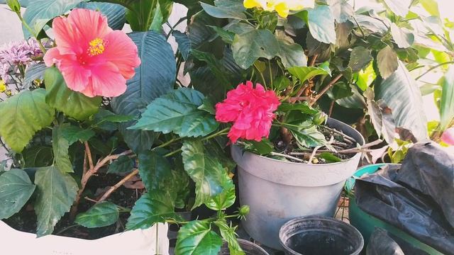 Cómo REPRODUCIR el HIBISCUS POR ESQUEJES смотреть онлайн