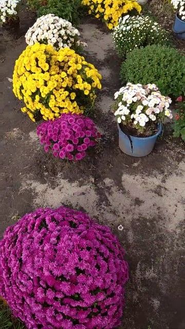 Хризантемы в осеннем саду 🌸 смотреть онлайн