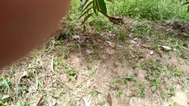 cara Mudah Membuahkan DurianTerhadap pohon yang belum berbuah. #TipMembuahkanPohonDurian смотреть онлайн