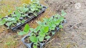 Выращивание картофеля из семян