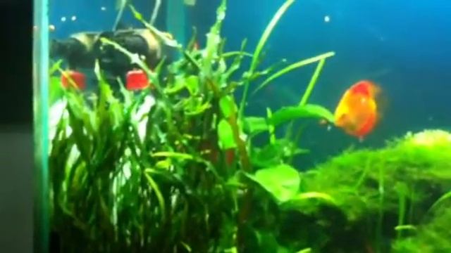Arowana Discus Cherry Shrimp Planted Aquarium Red Tank Co2