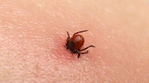 Самые опасные насекомые в мире! Лучше держитесь от них подальше!