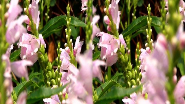 Gelenkblume 3D SBS смотреть онлайн