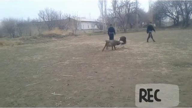 Shofirkon quchqor barrasi смотреть онлайн