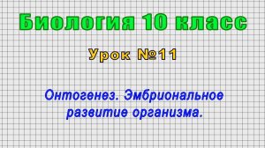 Биология 10 класс (Урок№11 - Онтогенез. Эмбриональное развитие организма.)