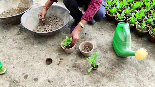 Best Way to Grow Calendula in Pots or Garden смотреть онлайн