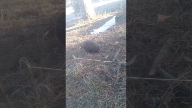 Брат нашол ежа в лесу! Ежи рулят! смотреть онлайн