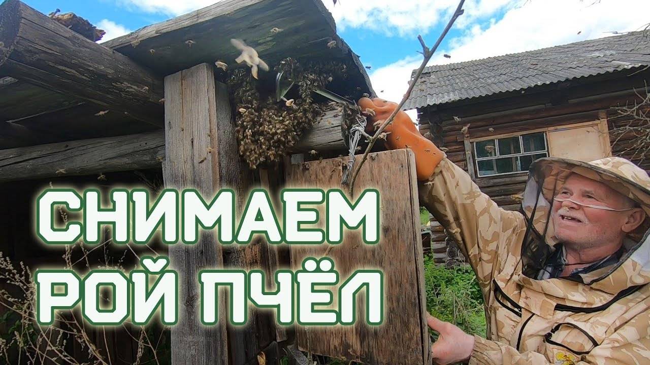 У пчеловода хотим купить ПЧЁЛ. А там выходит рой, 2021й год.