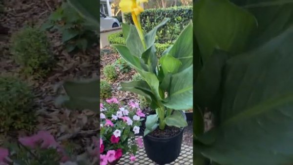 Samples Flora Express 3/8/2021