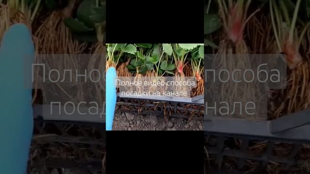Посадка клубники Азия в открытый грунт без буров под мультимедиа вилочкой смотреть онлайн