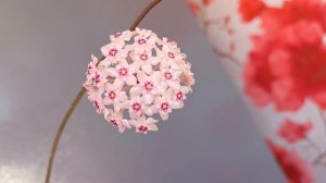 Хойя AH 250 первое цветение. Hoya AH 250