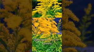 Золотарник канадский, невероятно полезное и опасное растение.