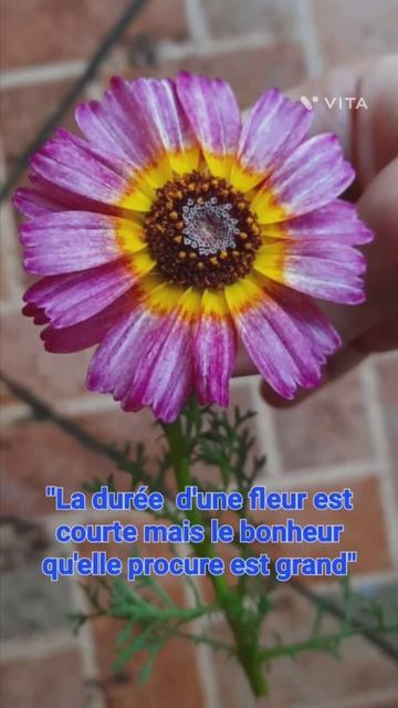 Fleur = Bonheur смотреть онлайн