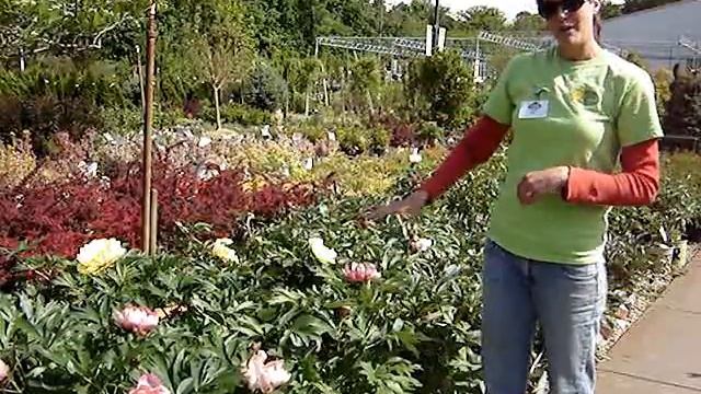 Fresh Arrivals - Peonies смотреть онлайн