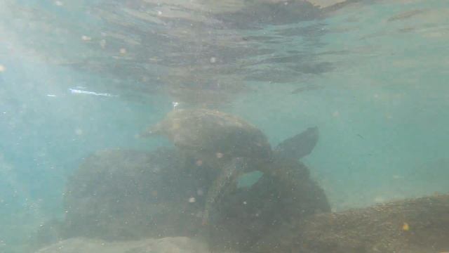 Snorkeling in Kapalua Bay, West Side of Maui, Hawaii смотреть онлайн