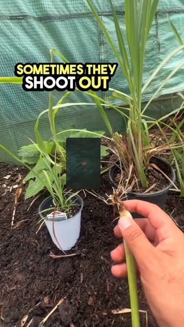 If you want to start growing your own lemongrass at home, watch this video. How to grow lemongrass? смотреть онлайн
