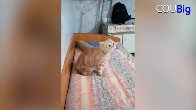 COUBig BEST COUB #12