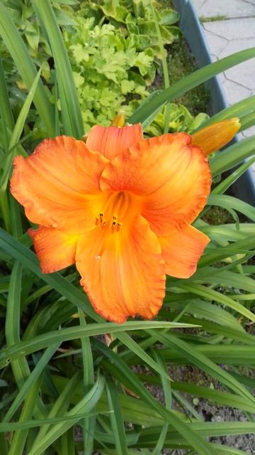 Цветная поляна смотреть онлайн