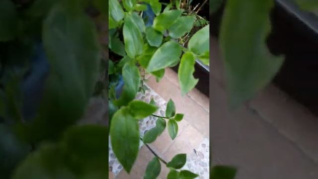Tradescantia y sempervivum смотреть онлайн