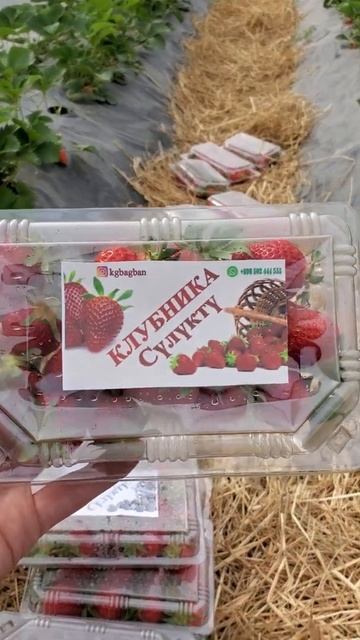 Клубника Сулюкта смотреть онлайн