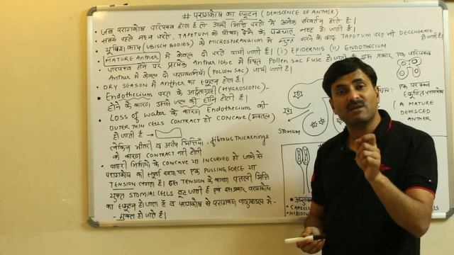 Dehiscence of Anther (Sexual Reproduction in Flowering Plants) | Hindi Medium смотреть онлайн