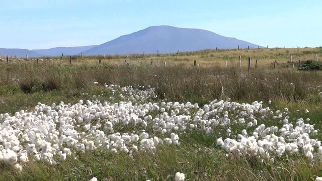Common cottongrass (Wełnianka wąskolistna) смотреть онлайн